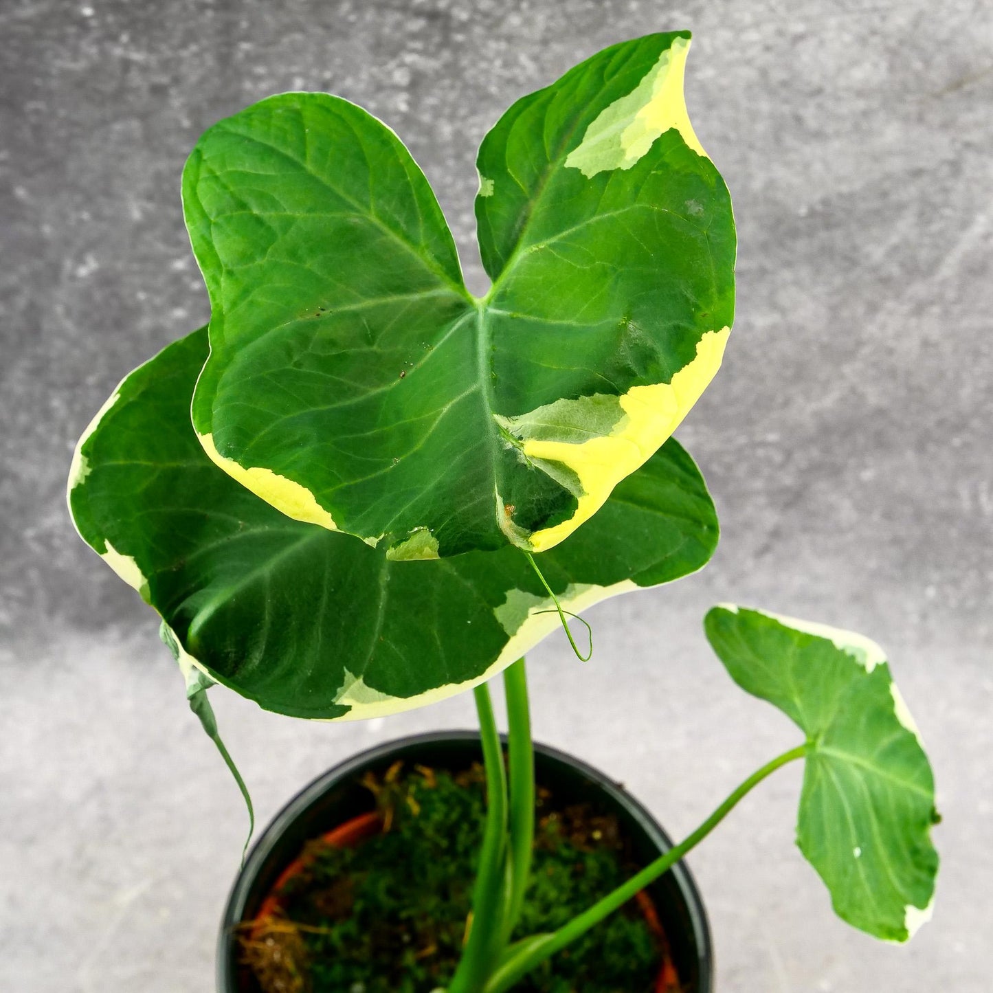 Alocasia Mickey Mouse - View 16 from www redcrocus com