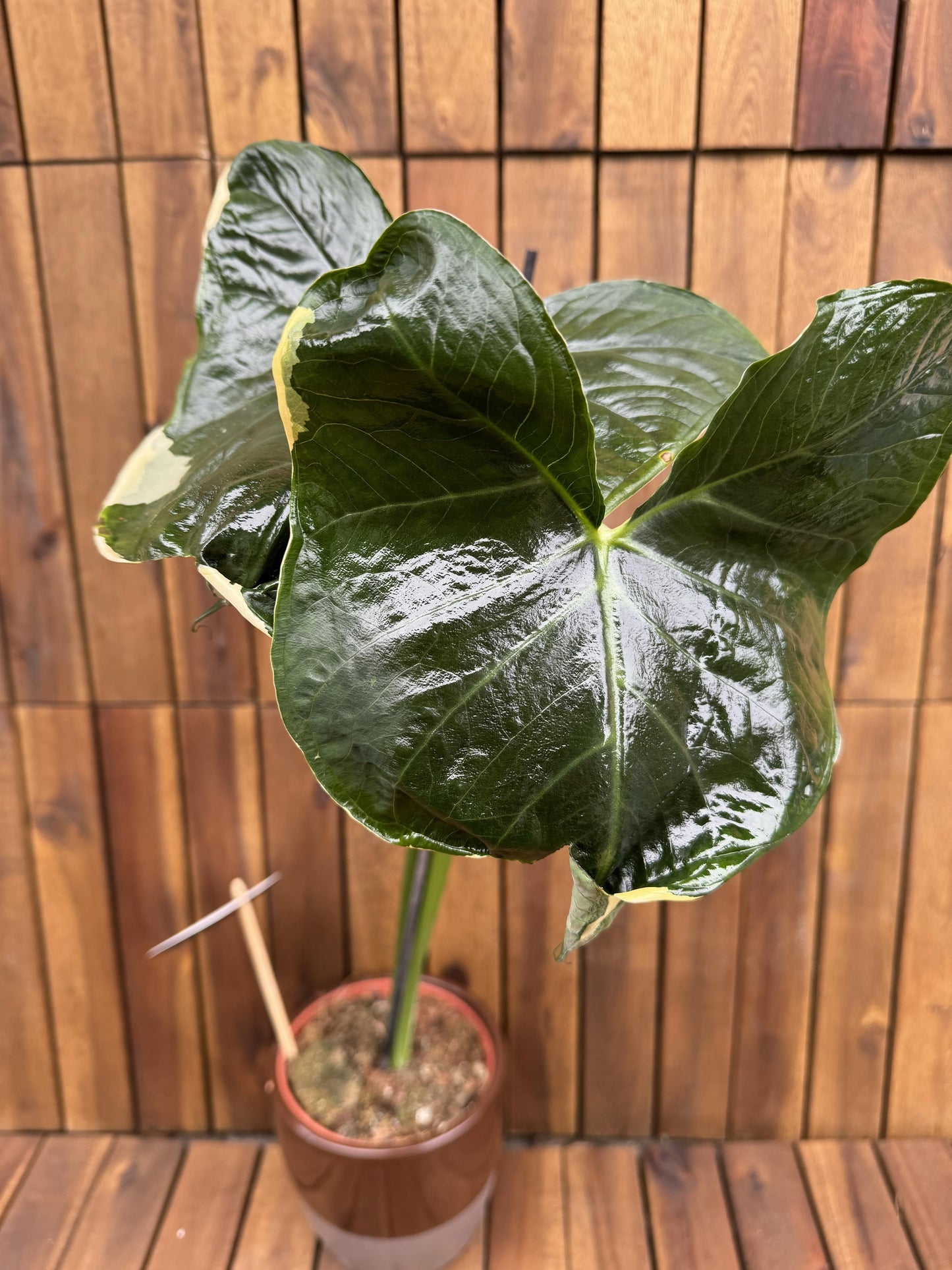Alocasia Mickey Mouse - View 17 from www redcrocus com