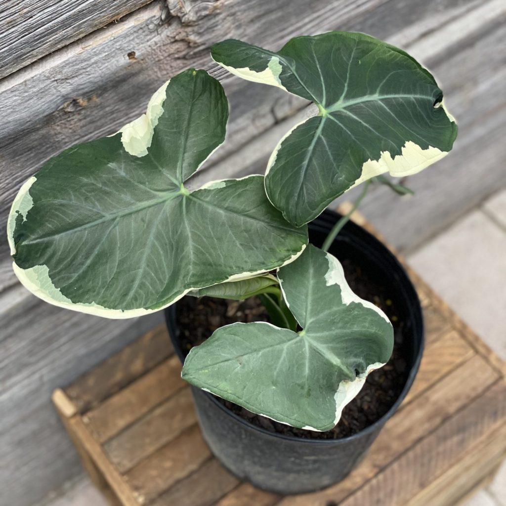 Alocasia Mickey Mouse - View 18 from www redcrocus com