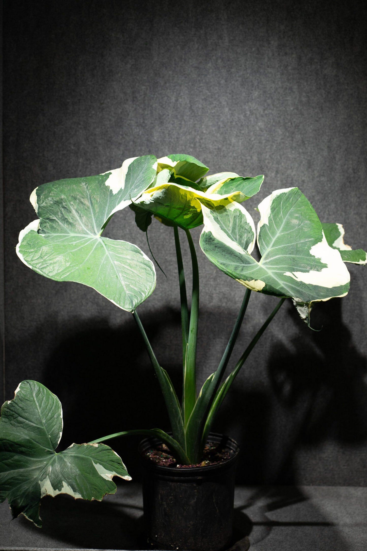 Alocasia Mickey Mouse - View 1 from www redcrocus com