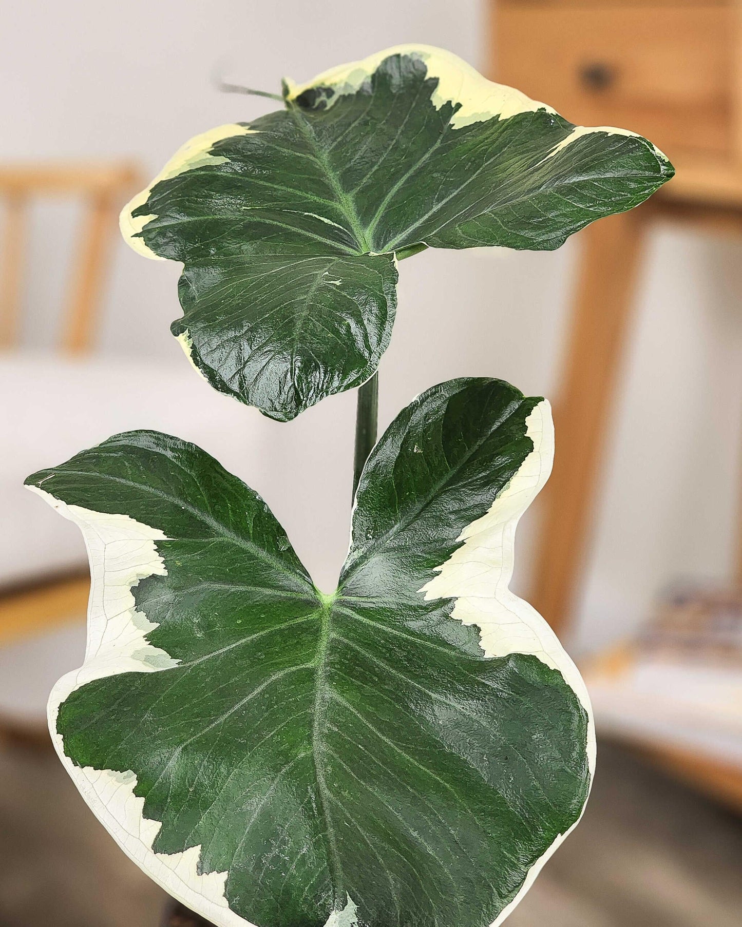 Alocasia Mickey Mouse - View 2 from www redcrocus com