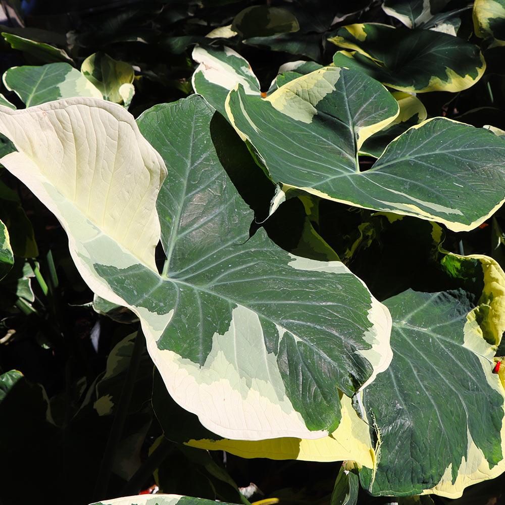 Alocasia Mickey Mouse - View 3 from www redcrocus com