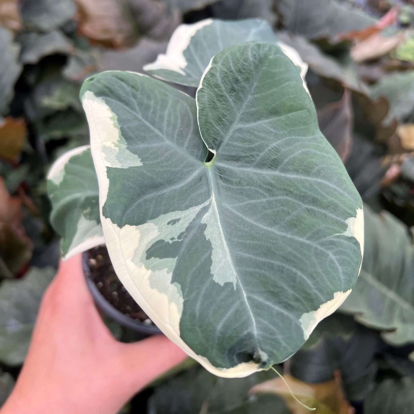 Alocasia Mickey Mouse - View 4 from www redcrocus com