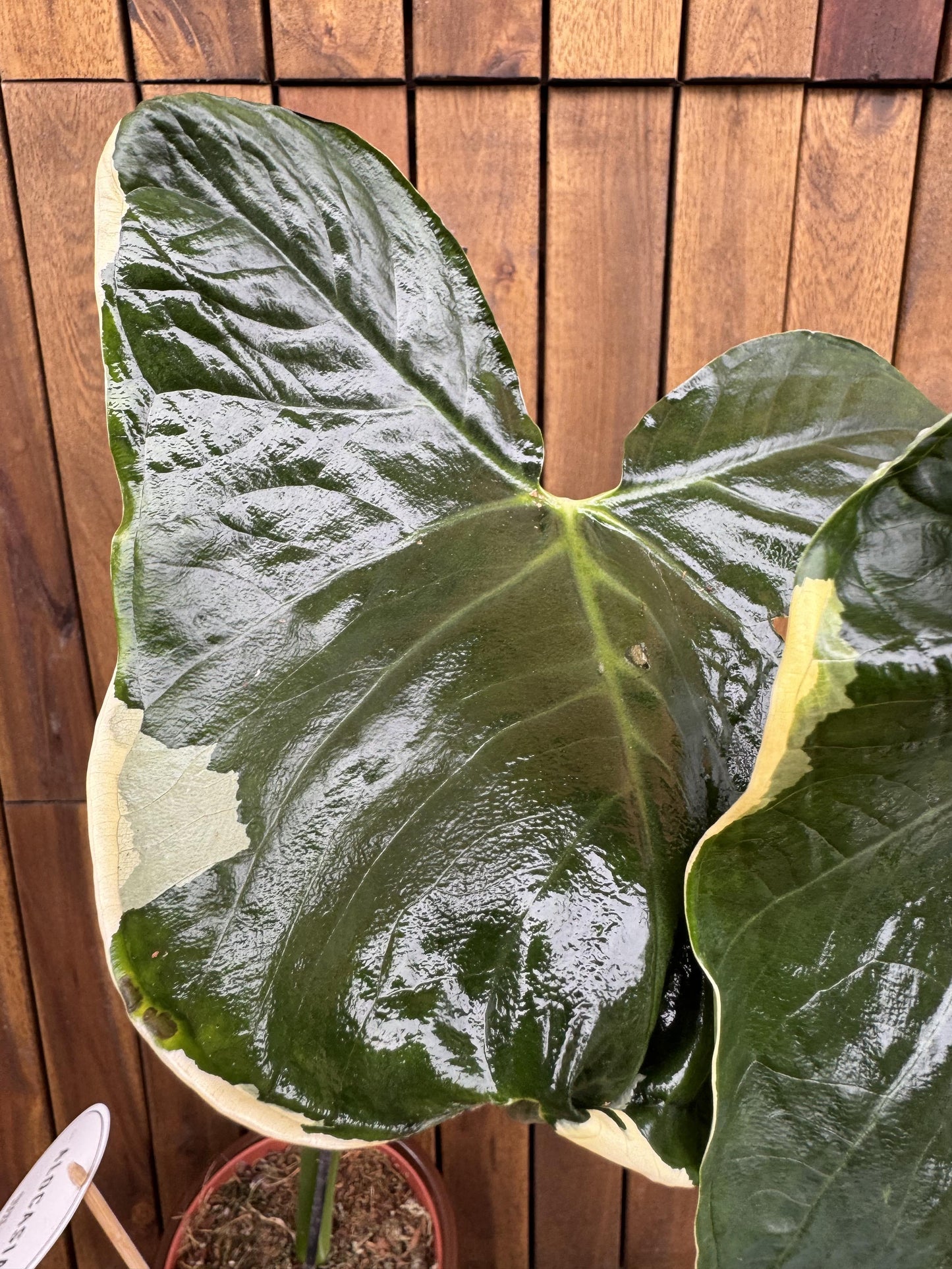 Alocasia Mickey Mouse - View 5 from www redcrocus com