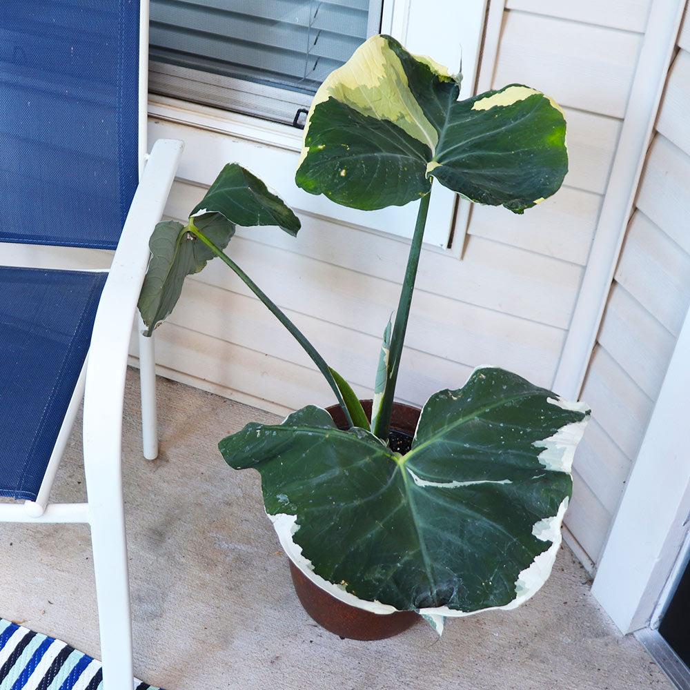 Alocasia Mickey Mouse - View 9 from www redcrocus com