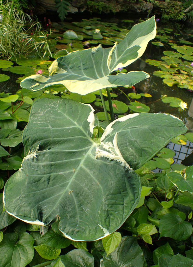 Alocasia Mickey Mouse - View 9 from www redcrocus com