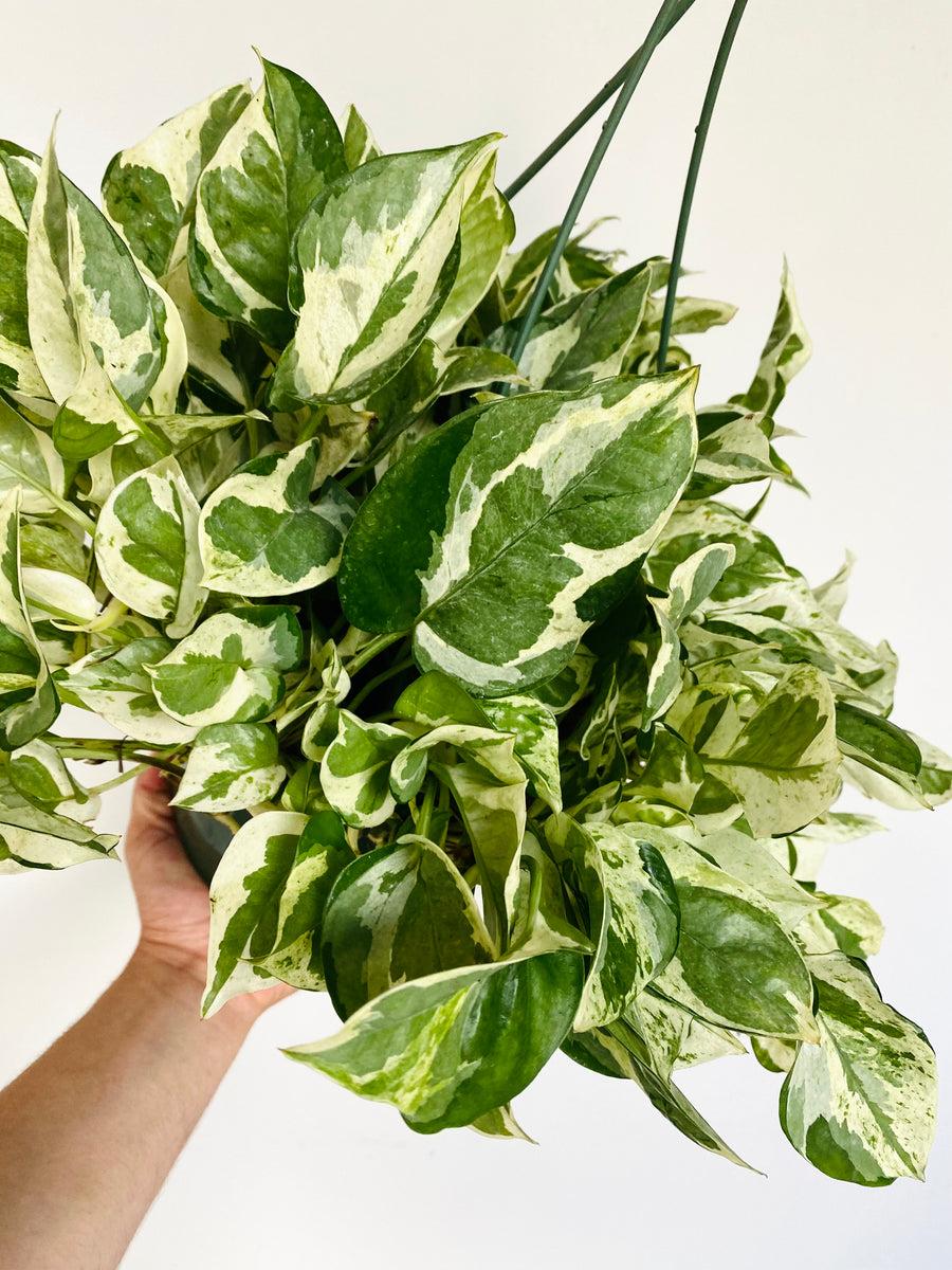 Pothos Epipemnum Pearls And Jade - View 10 from www redcrocus com