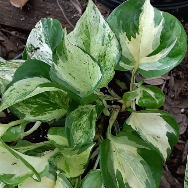 Pothos Epipemnum Pearls And Jade - View 11 from www redcrocus com
