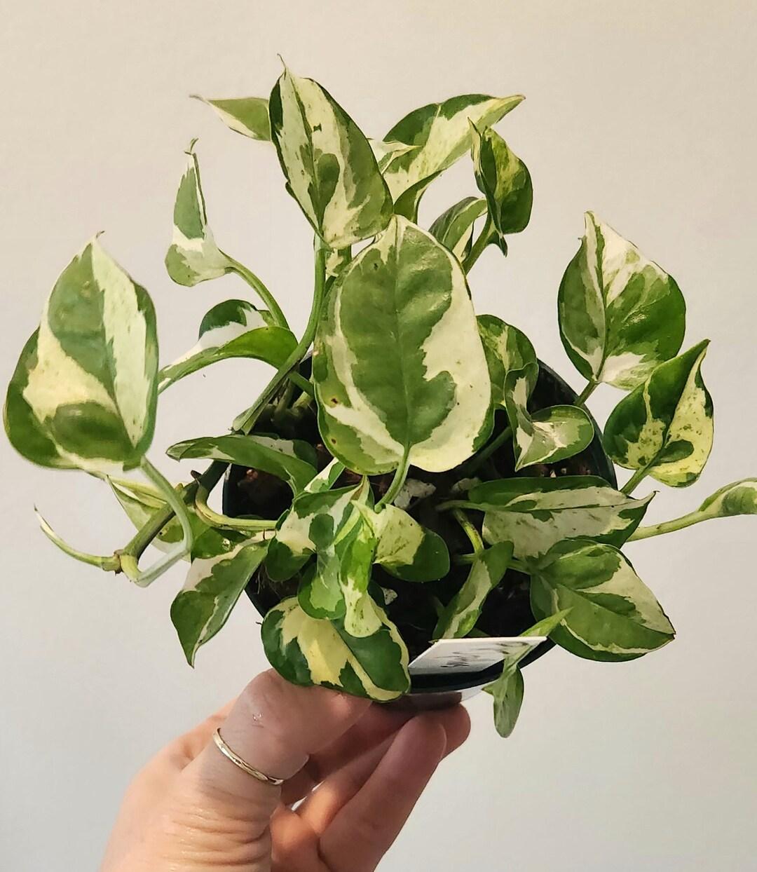 Pothos Epipemnum Pearls And Jade - View 12 from www redcrocus com