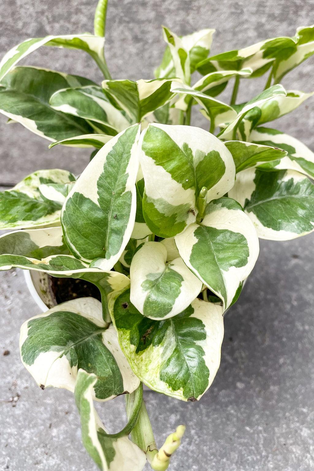 Pothos Epipemnum Pearls And Jade - View 13 from www redcrocus com