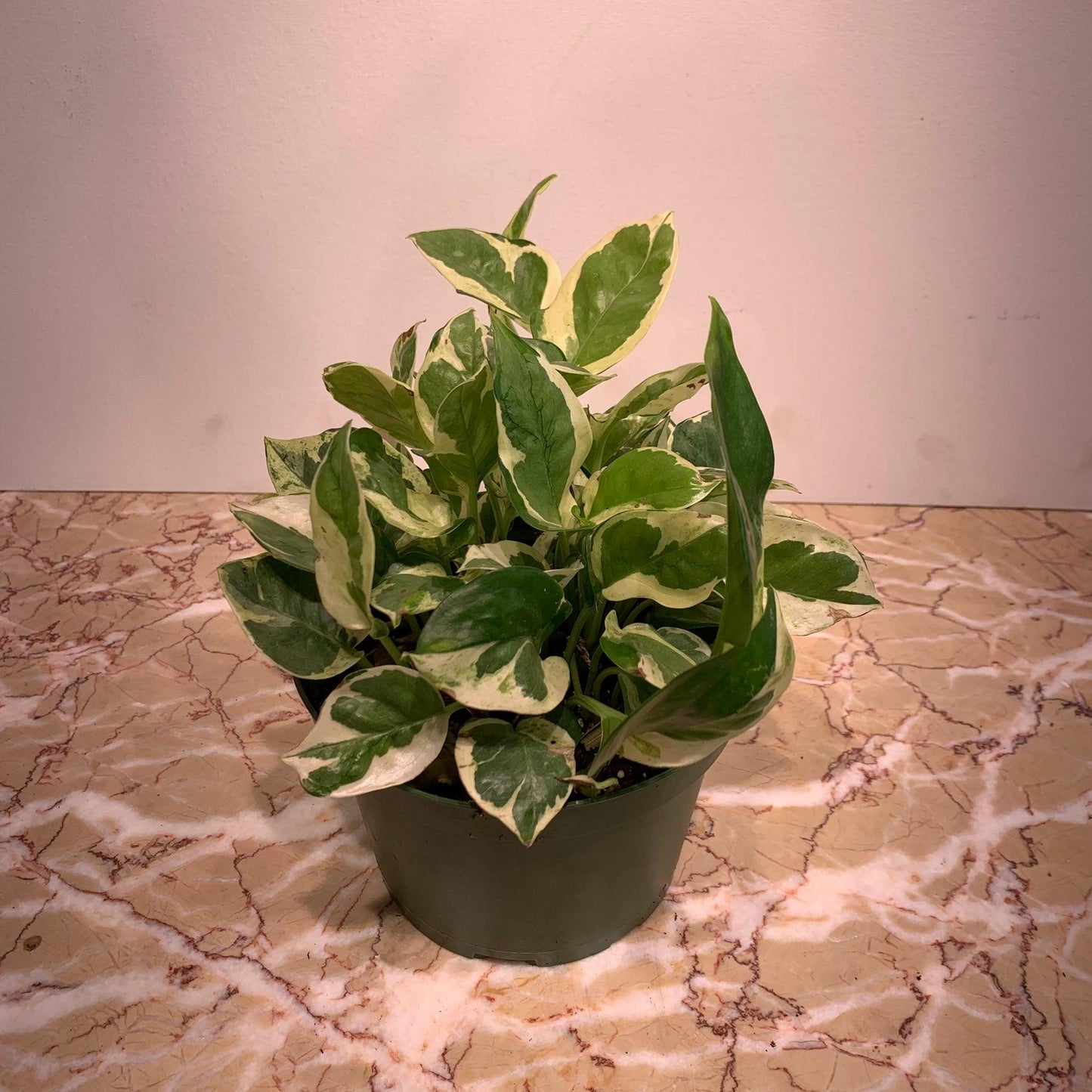 Pothos Epipemnum Pearls And Jade - View 14 from www redcrocus com