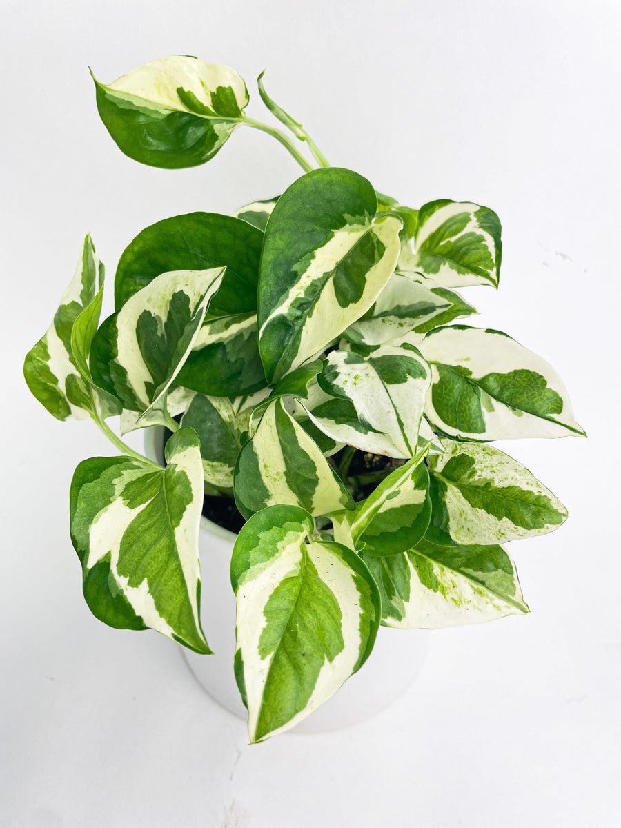 Pothos Epipemnum Pearls And Jade - View 15 from www redcrocus com