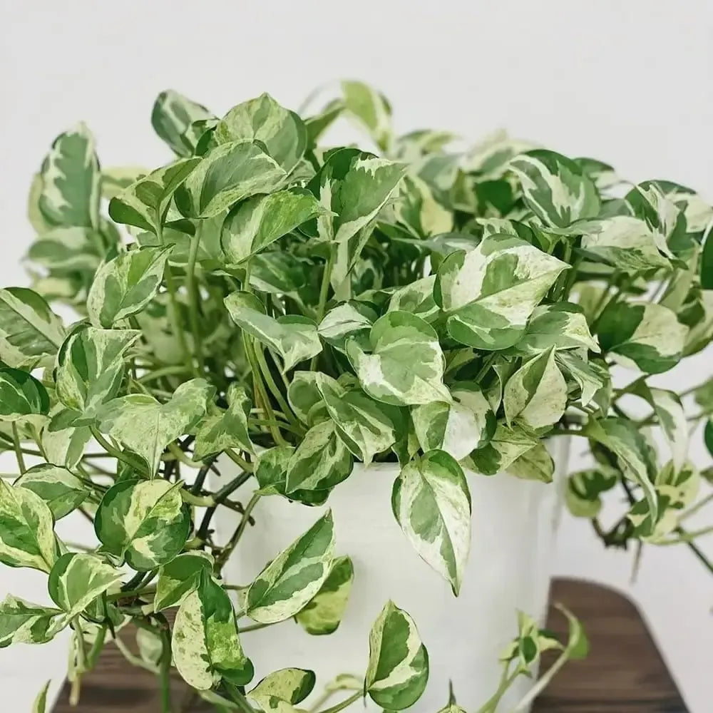 Pothos Epipemnum Pearls And Jade - View 15 from www redcrocus com