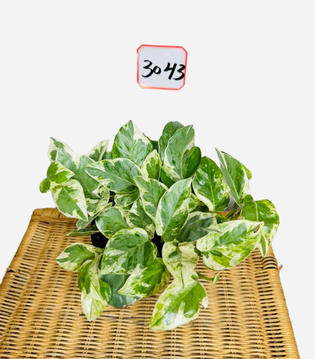 Pothos Epipemnum Pearls And Jade - View 16 from www redcrocus com