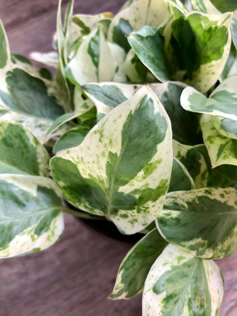Pothos Epipemnum Pearls And Jade - View 17 from www redcrocus com