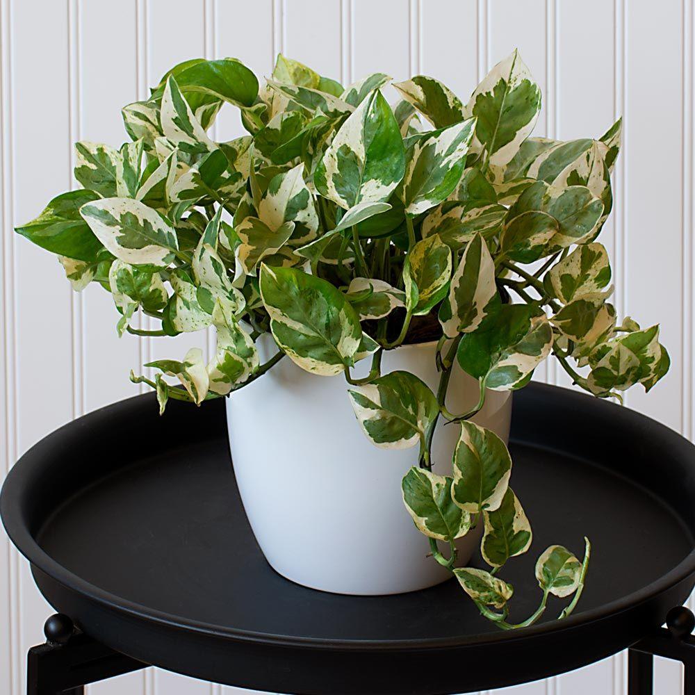 Pothos Epipemnum Pearls And Jade - View 18 from www redcrocus com