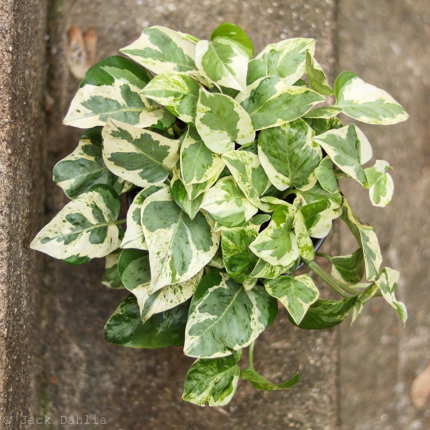 Pothos Epipemnum Pearls And Jade - View 2 from www redcrocus com