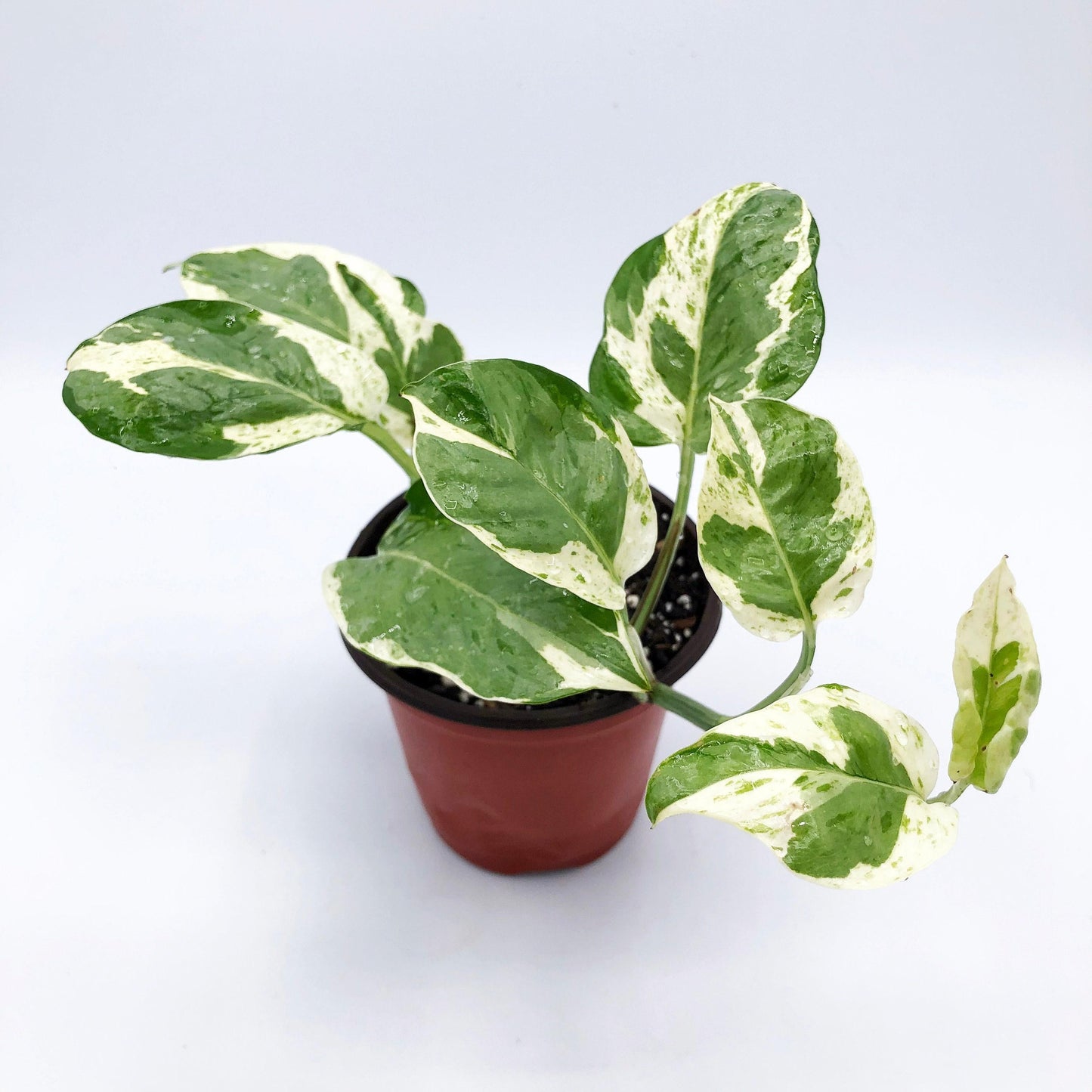 Pothos Epipemnum Pearls And Jade - View 3 from www redcrocus com
