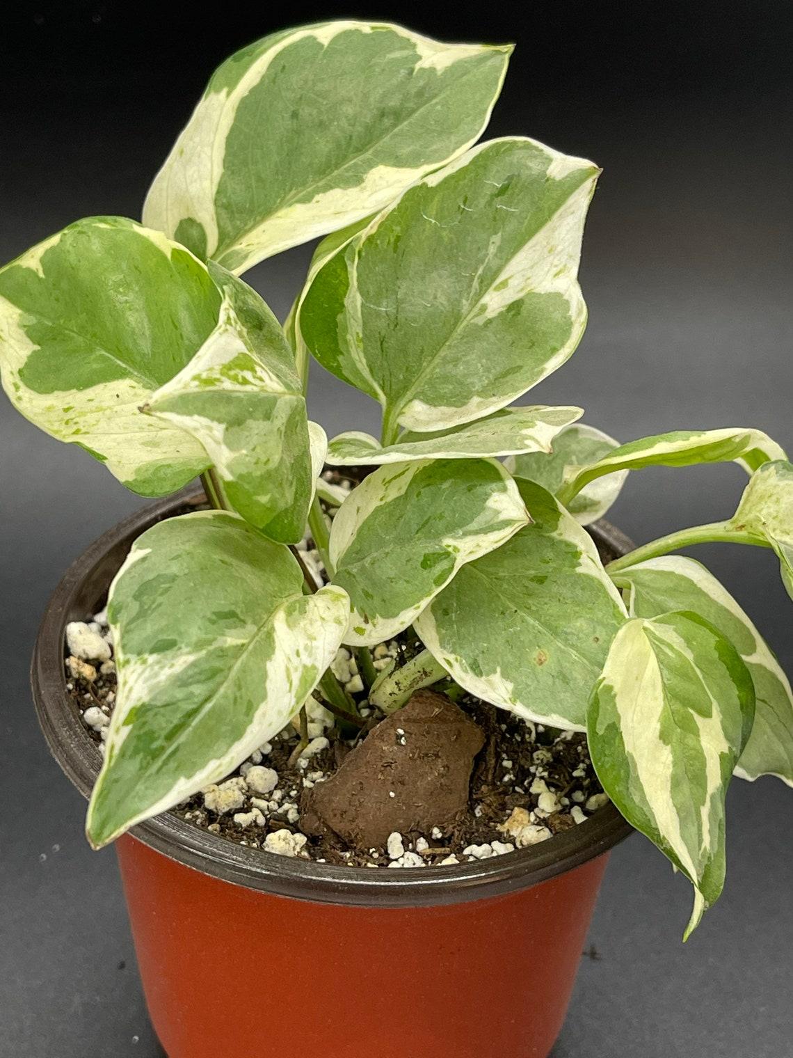Pothos Epipemnum Pearls And Jade - View 6 from www redcrocus com