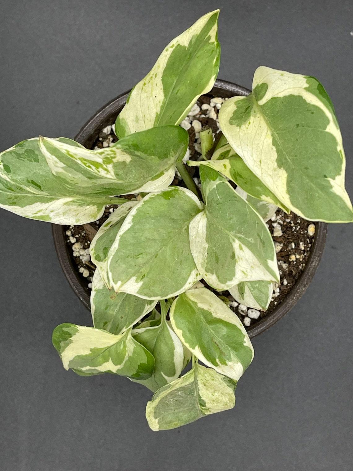 Pothos Epipemnum Pearls And Jade - View 7 from www redcrocus com