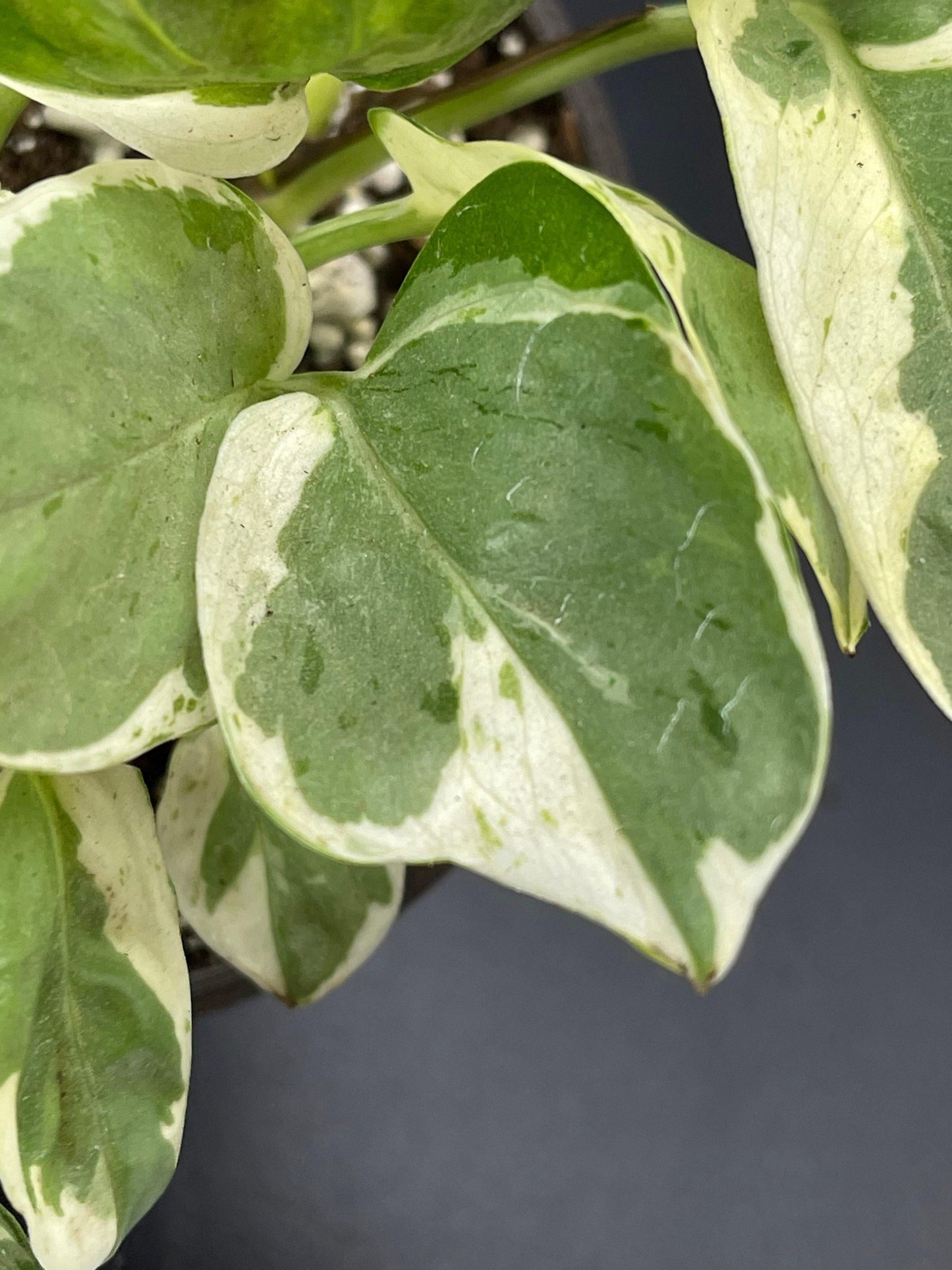 Pothos Epipemnum Pearls And Jade - View 8 from www redcrocus com
