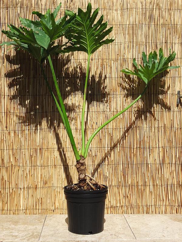 Philodendron 'selloum' - View 13 from www redcrocus com