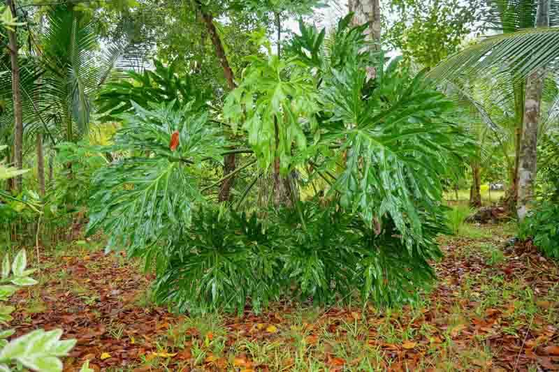 Philodendron 'selloum' - View 17 from www redcrocus com