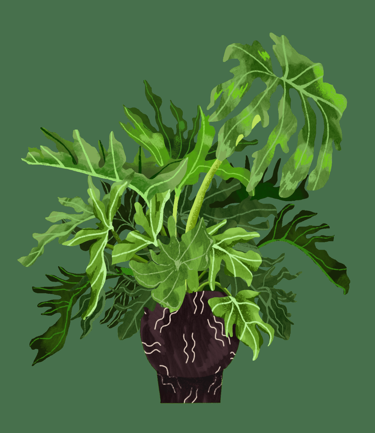 Philodendron 'selloum' - View 22 from www redcrocus com