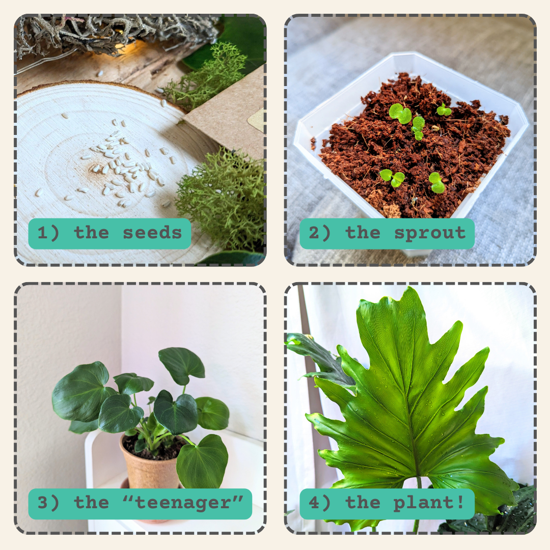 Philodendron 'selloum' - View 33 from www redcrocus com