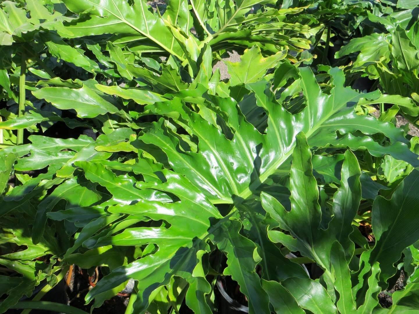 Philodendron 'selloum' - View 4 from www redcrocus com