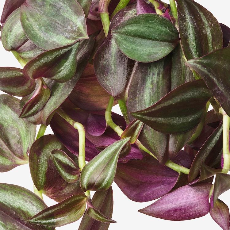 Tradescantia Assorted - View 6 from www redcrocus com