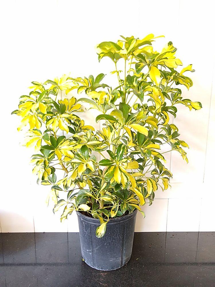 Schefflera Arboricola Trinette - View 10 from www redcrocus com
