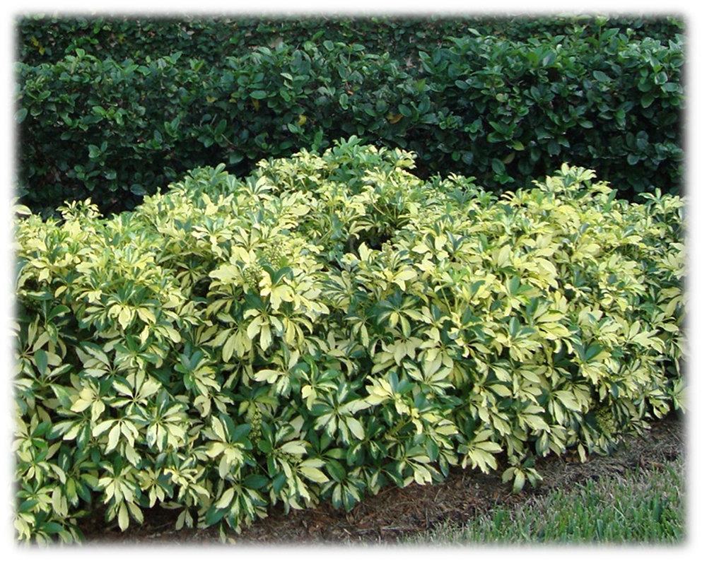 Schefflera Arboricola Trinette - View 11 from www redcrocus com