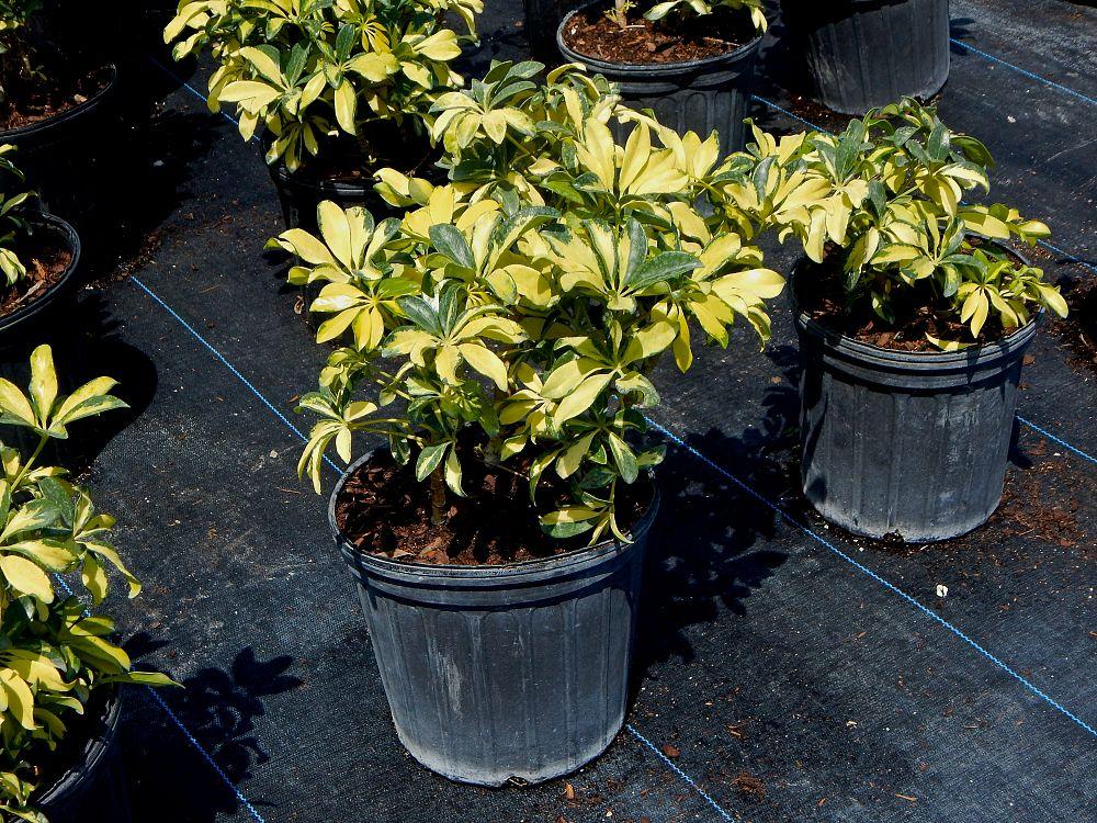 Schefflera Arboricola Trinette - View 12 from www redcrocus com