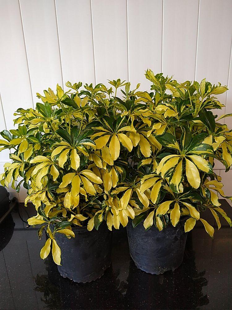 Schefflera Arboricola Trinette - View 13 from www redcrocus com