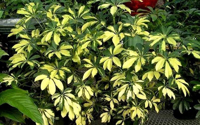 Schefflera Arboricola Trinette - View 14 from www redcrocus com