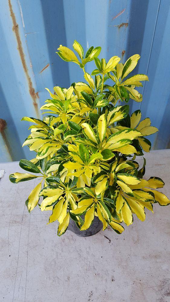 Schefflera Arboricola Trinette - View 15 from www redcrocus com