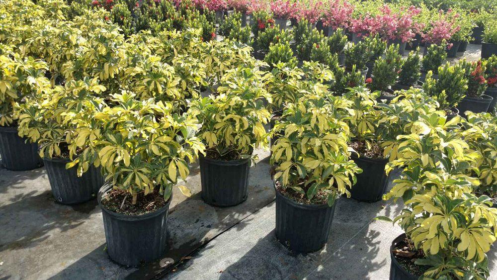 Schefflera Arboricola Trinette - View 16 from www redcrocus com