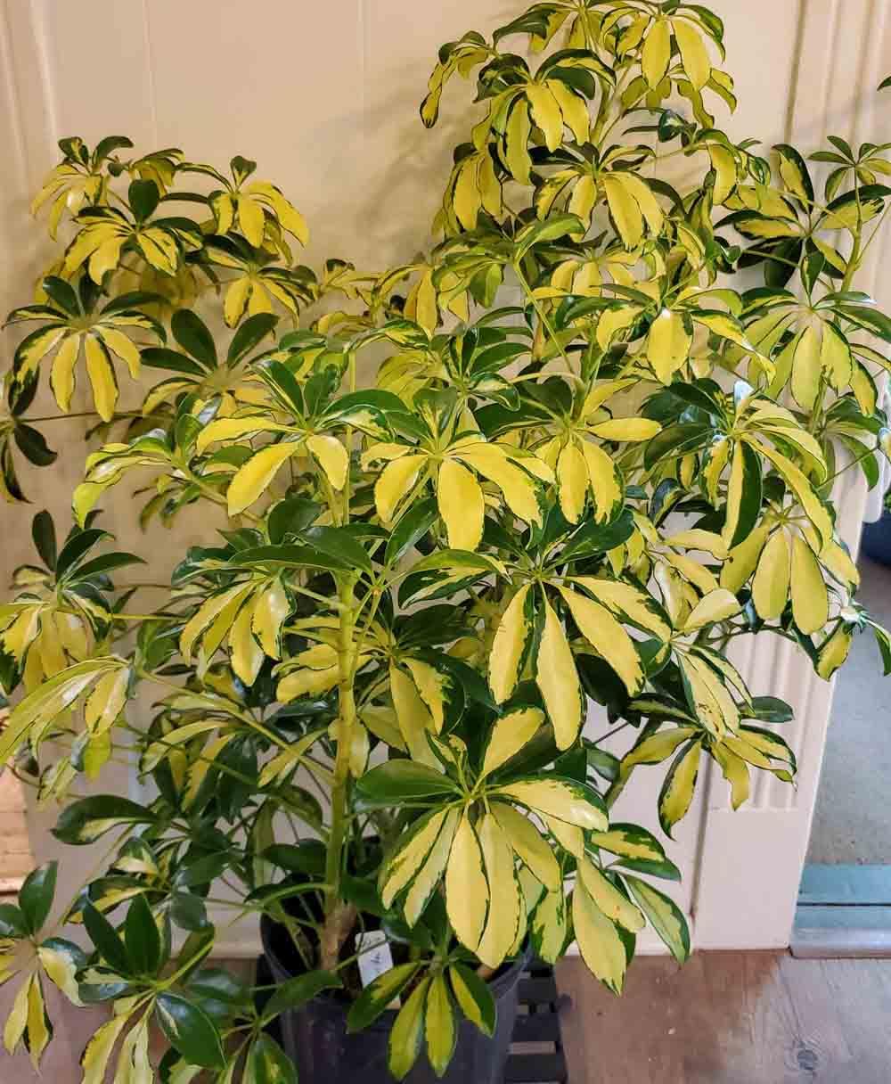 Schefflera Arboricola Trinette - View 17 from www redcrocus com