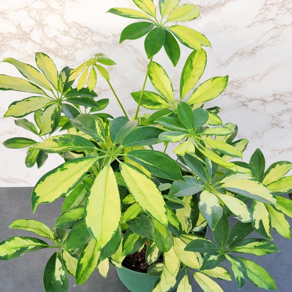 Schefflera Arboricola Trinette - View 18 from www redcrocus com