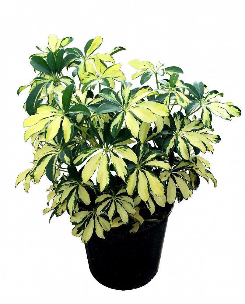 Schefflera Arboricola Trinette - View 1 from www redcrocus com