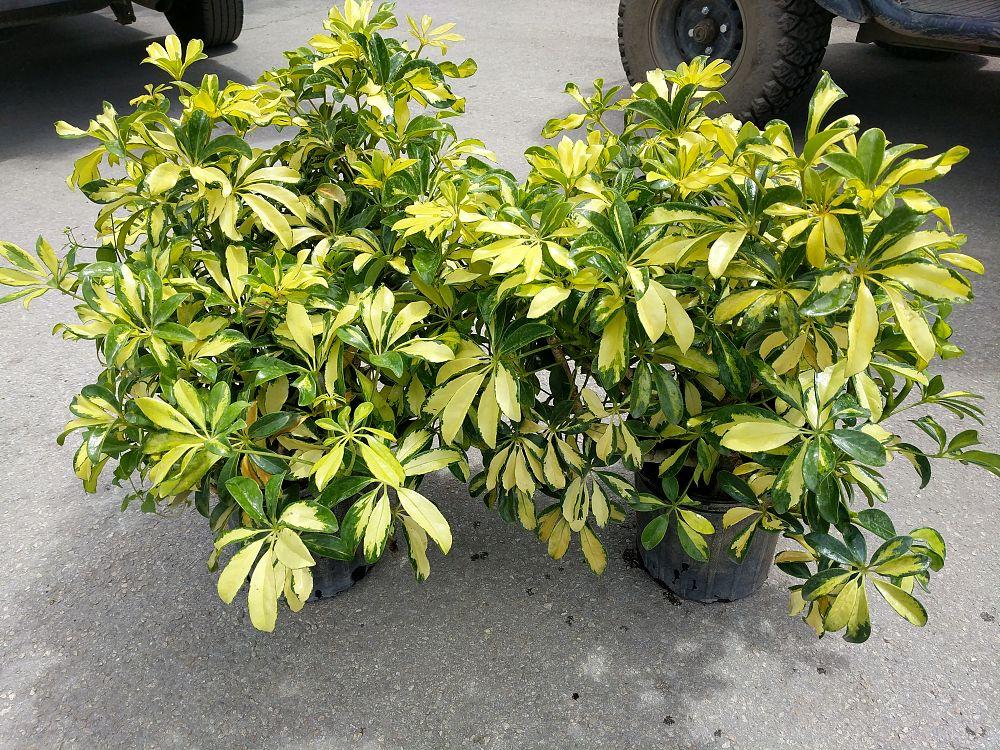 Schefflera Arboricola Trinette - View 2 from www redcrocus com