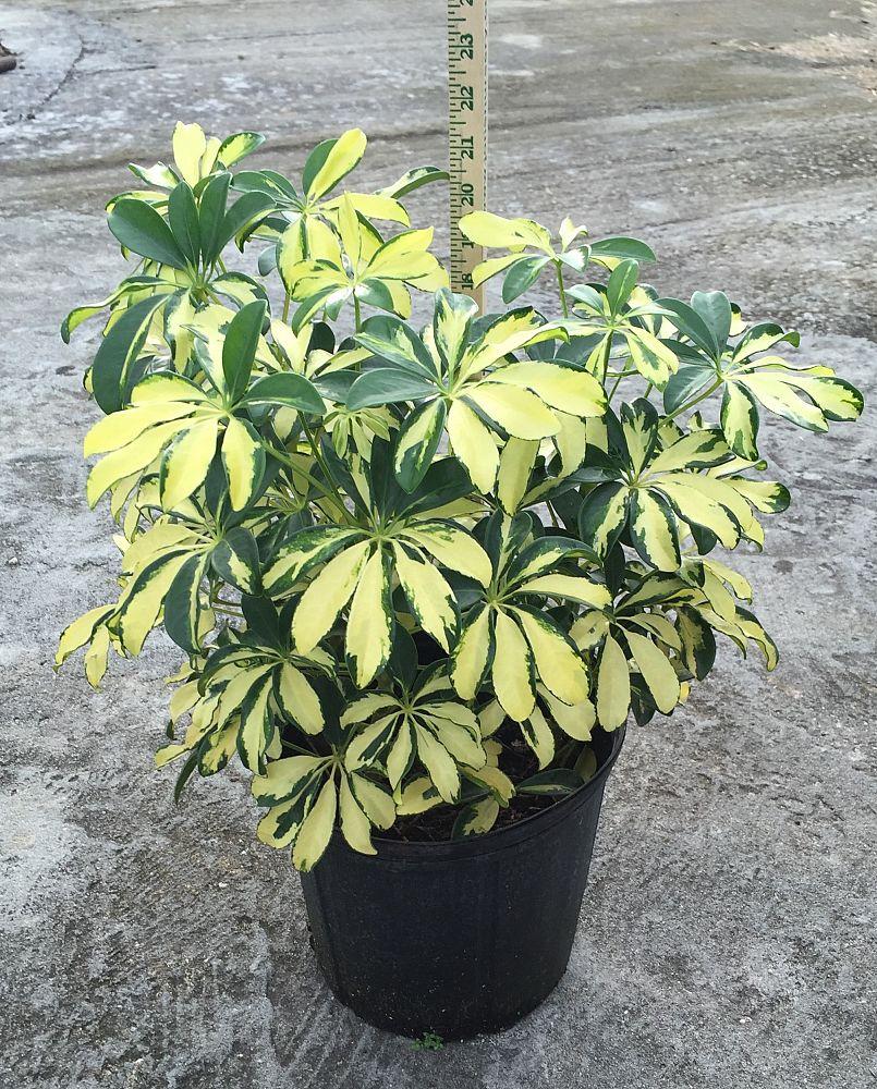 Schefflera Arboricola Trinette - View 3 from www redcrocus com