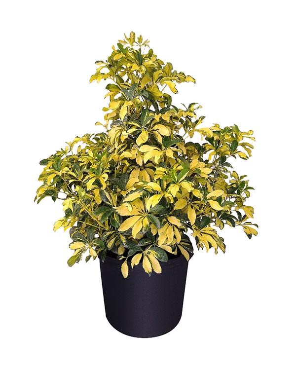 Schefflera Arboricola Trinette - View 4 from www redcrocus com