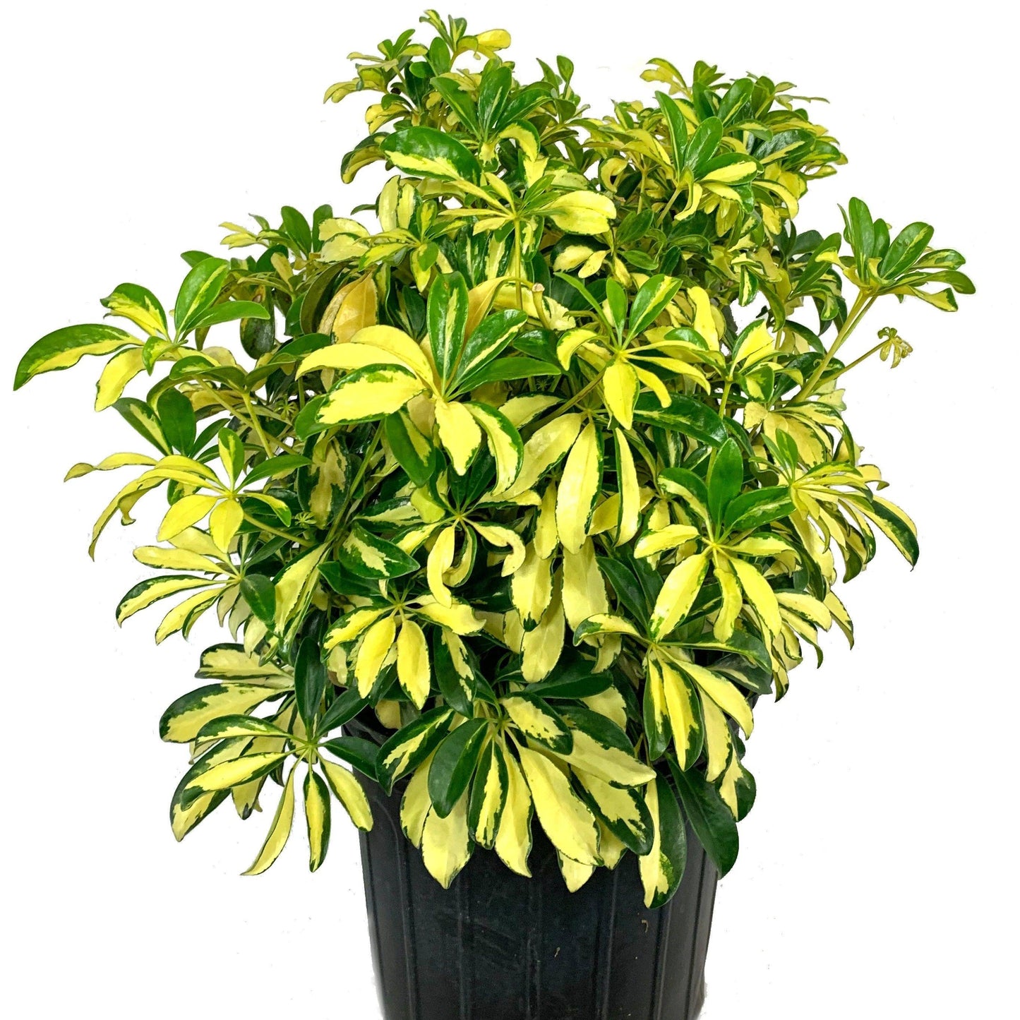 Schefflera Arboricola Trinette - View 5 from www redcrocus com