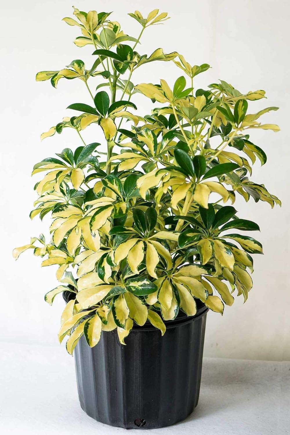Schefflera Arboricola Trinette - View 6 from www redcrocus com