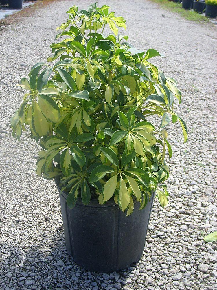 Schefflera Arboricola Trinette - View 7 from www redcrocus com
