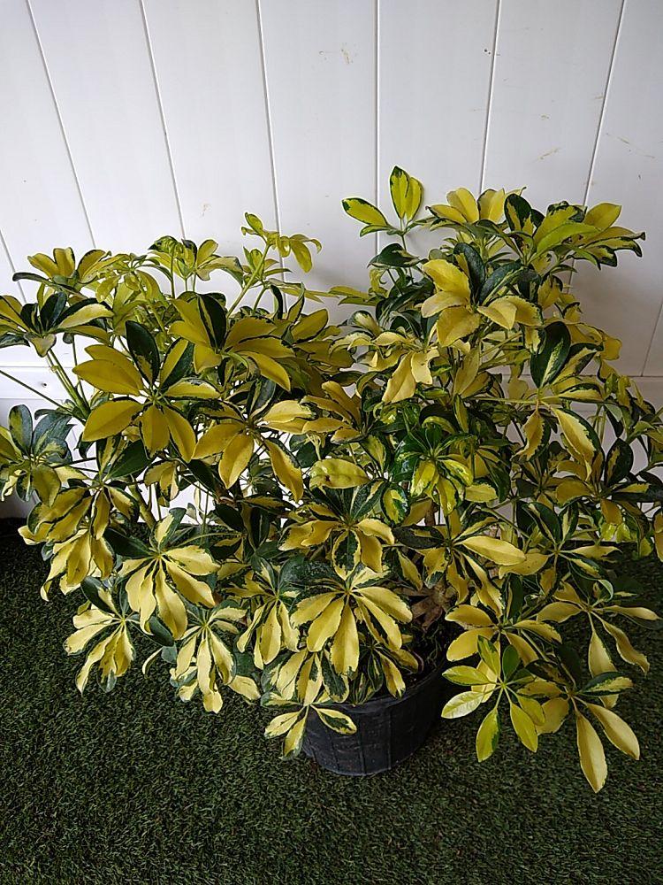 Schefflera Arboricola Trinette - View 8 from www redcrocus com
