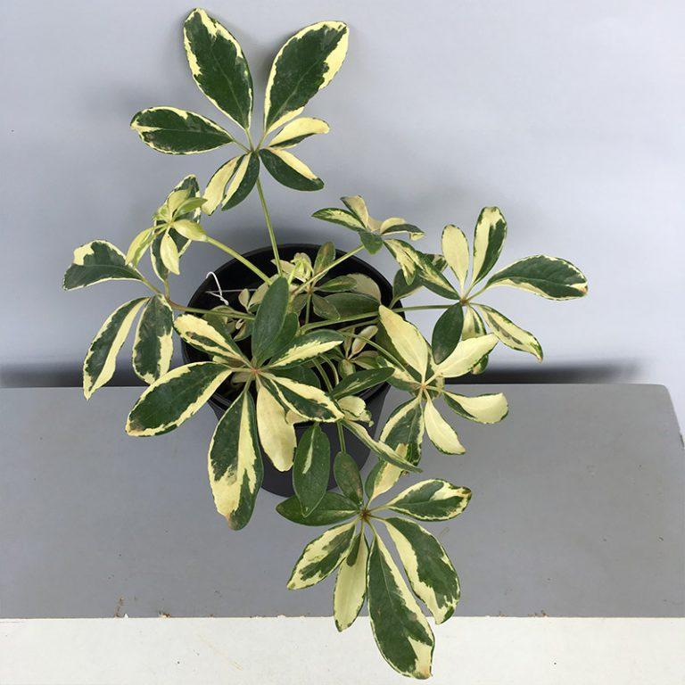 Schefflera Arboricola Trinette - View 9 from www redcrocus com