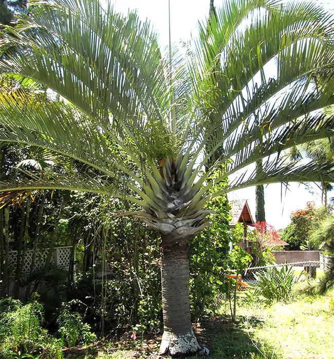 Palm Dypsis Decaryi Triangle - View 20 from www redcrocus com